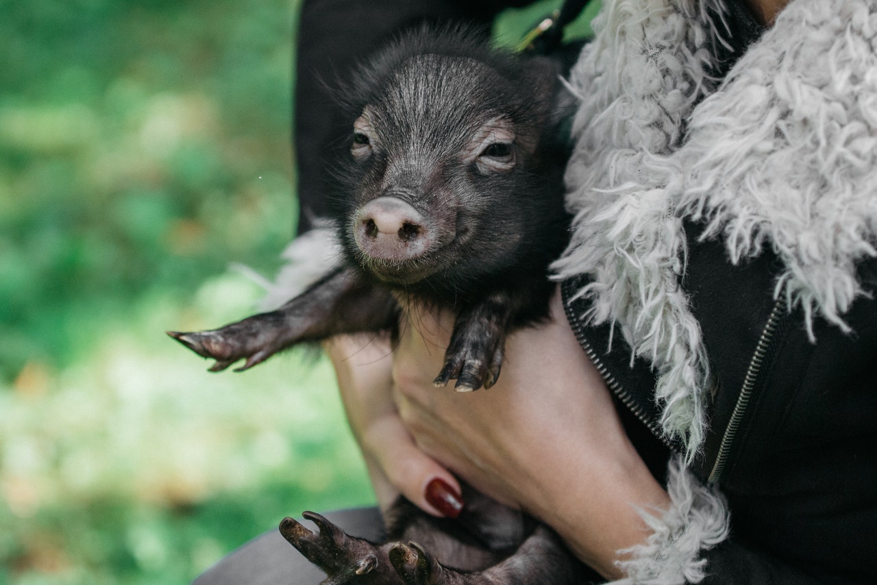 Where to cuddle a pig in Devon?