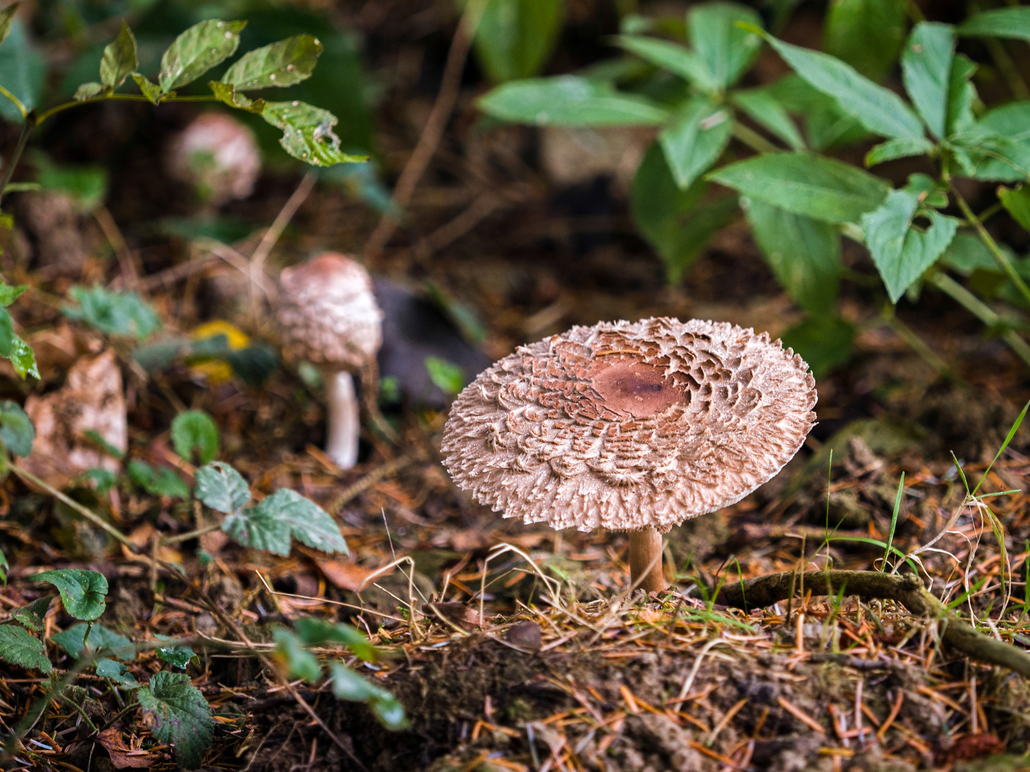 Where can you go foraging for mushrooms in the winter in Devon?